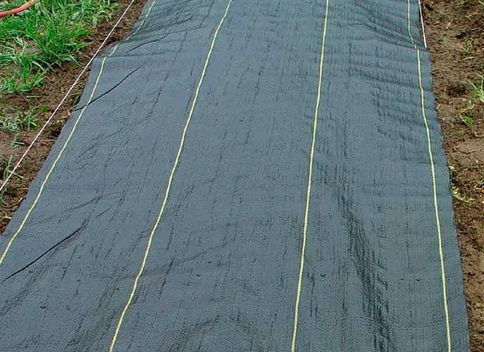 Tents 1,5x6,5m, bl.70 g/m². Cena norādīta ar PVN par gab. Bezmaksas piegāde (Omniva)!